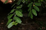 Monanthotaxis buchananii