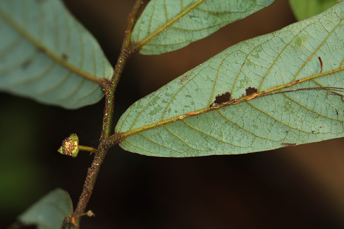 Monanthotaxis chasei