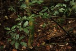 Monanthotaxis chasei