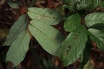 Monanthotaxis chasei
