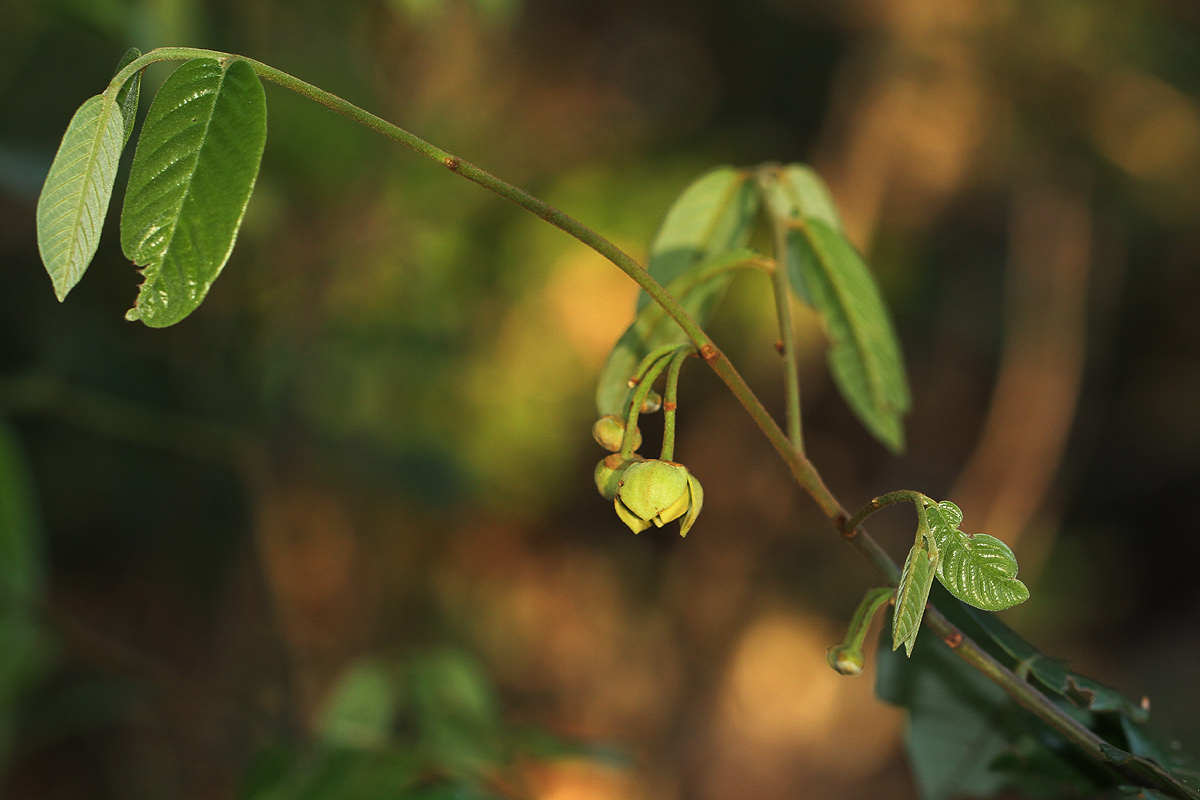 Monanthotaxis chasei