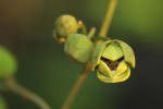 Monanthotaxis chasei