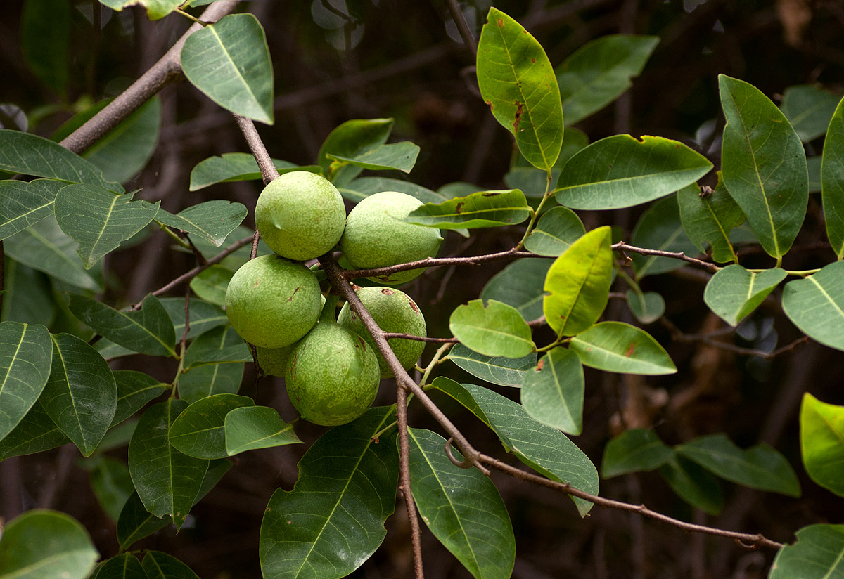 Artabotrys brachypetalus