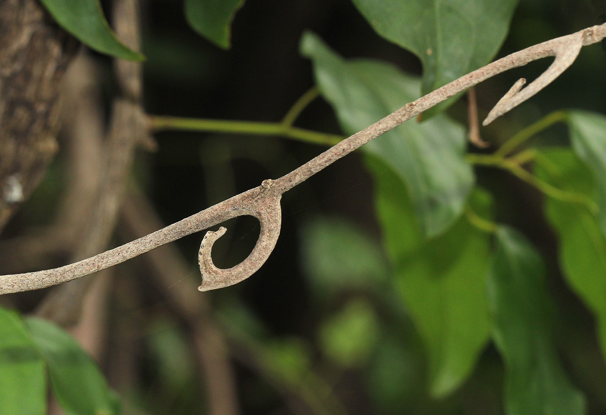 Artabotrys brachypetalus