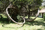 Artabotrys brachypetalus