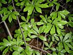 Monodora junodii var. junodii