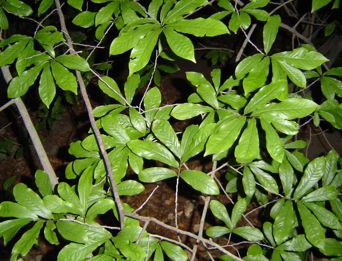 Monodora junodii var. junodii