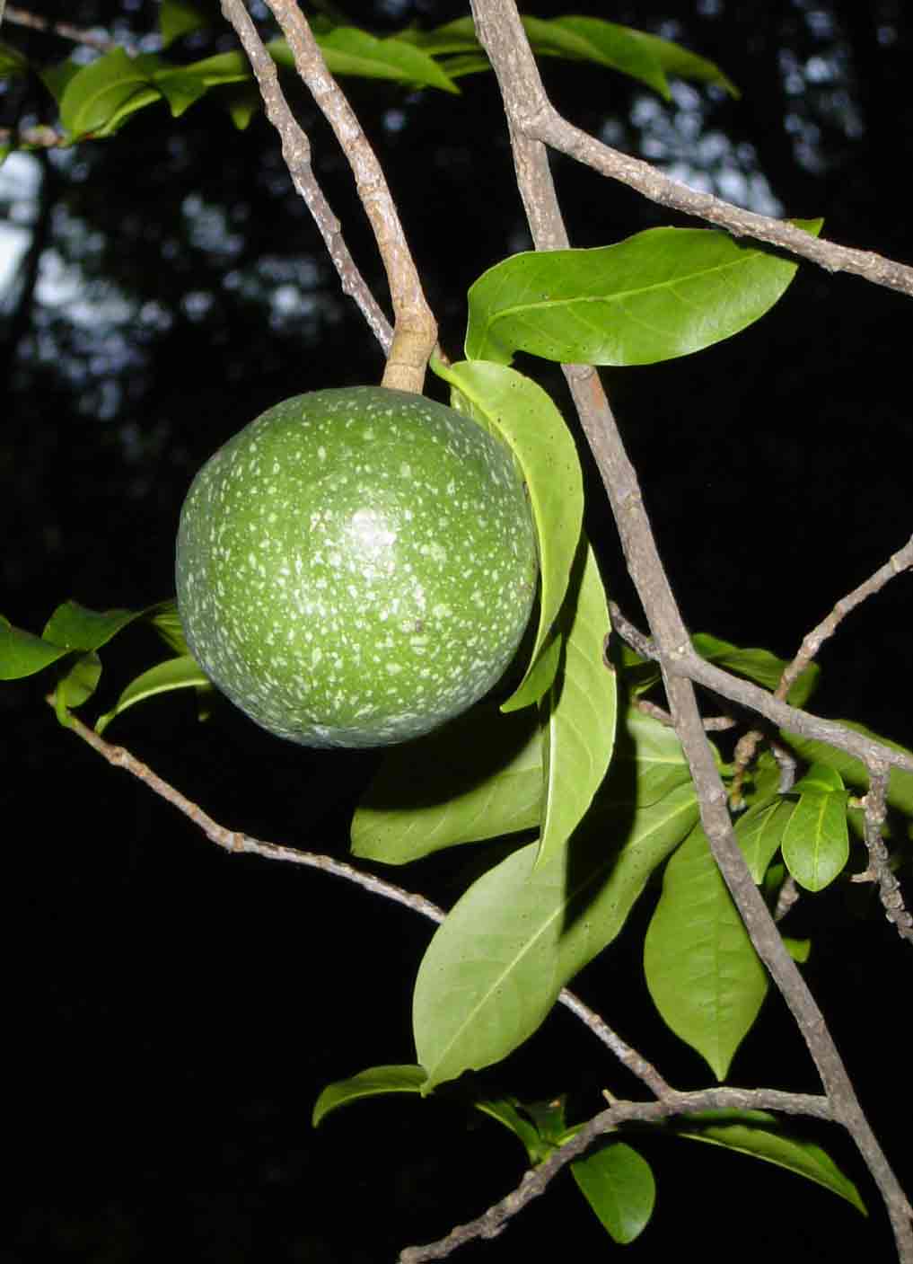 Monodora junodii var. junodii