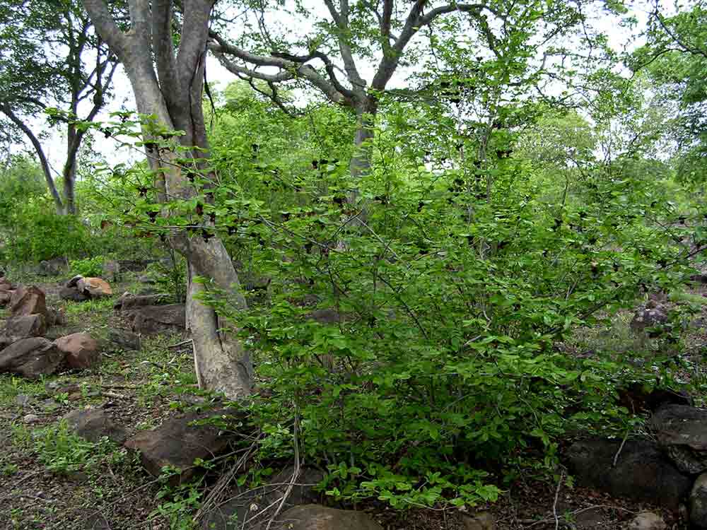 Monodora junodii var. junodii