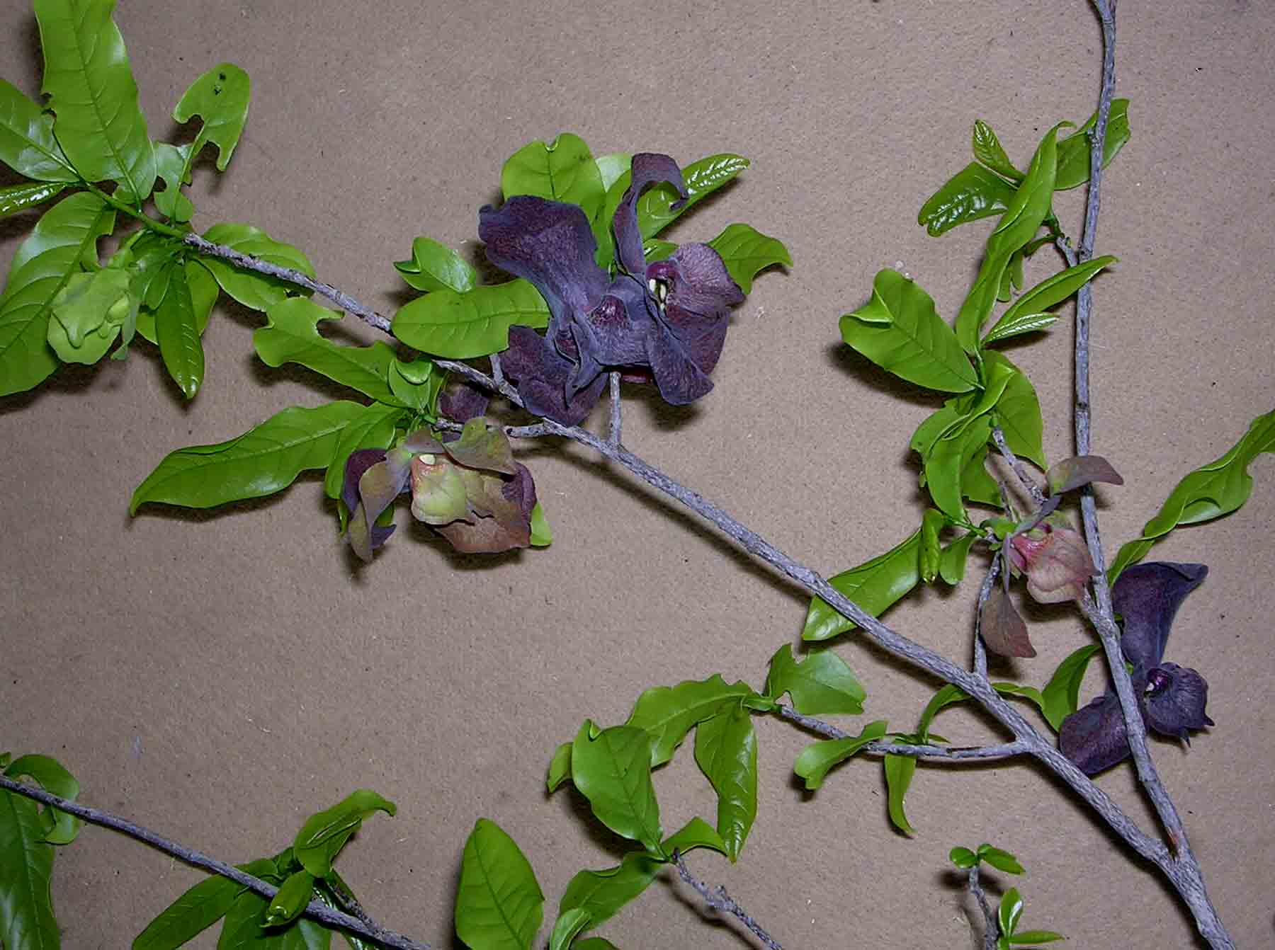 Monodora junodii var. junodii