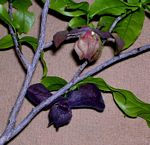 Monodora junodii var. junodii
