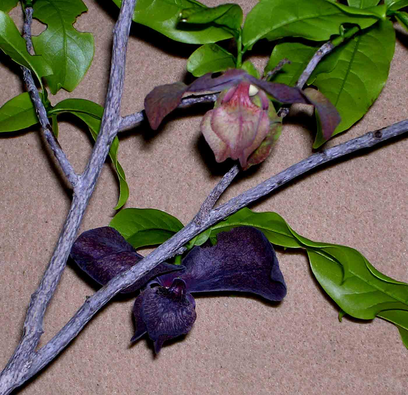 Monodora junodii var. junodii