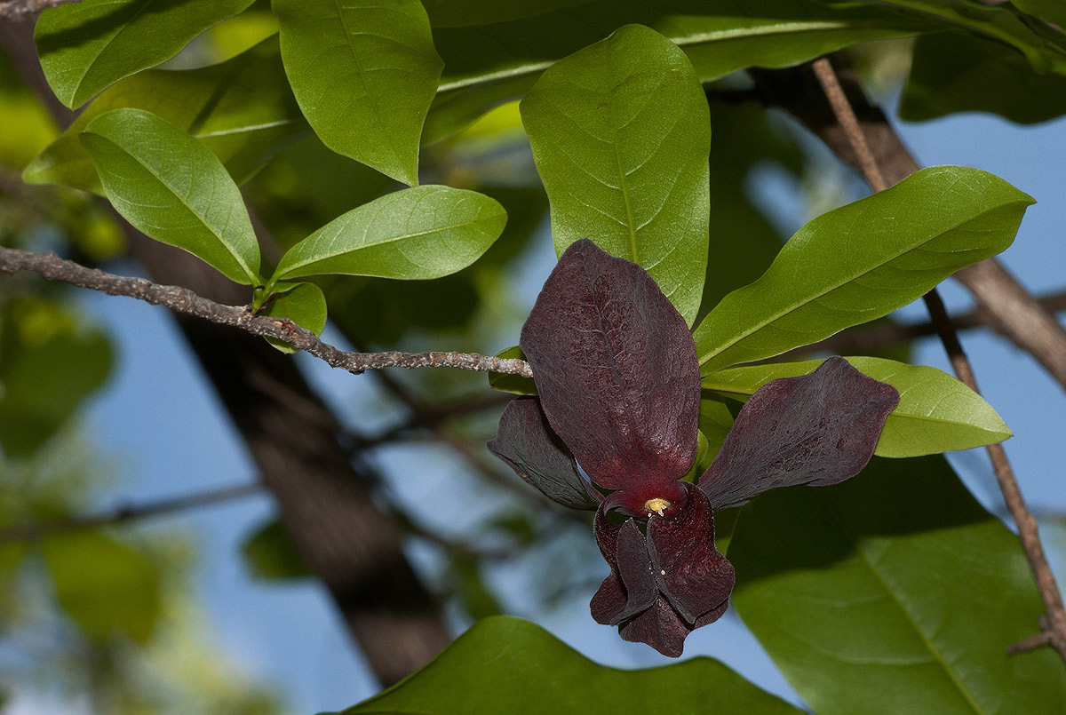 Monodora junodii var. junodii