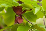 Monodora junodii var. junodii