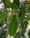 Xymalos monospora