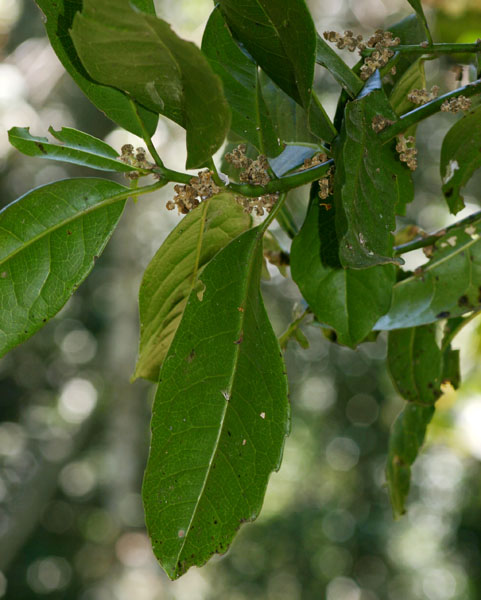 Xymalos monospora