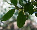 Xymalos monospora