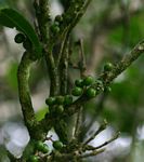Xymalos monospora