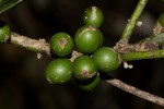 Xymalos monospora
