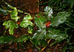 Ocotea kenyensis