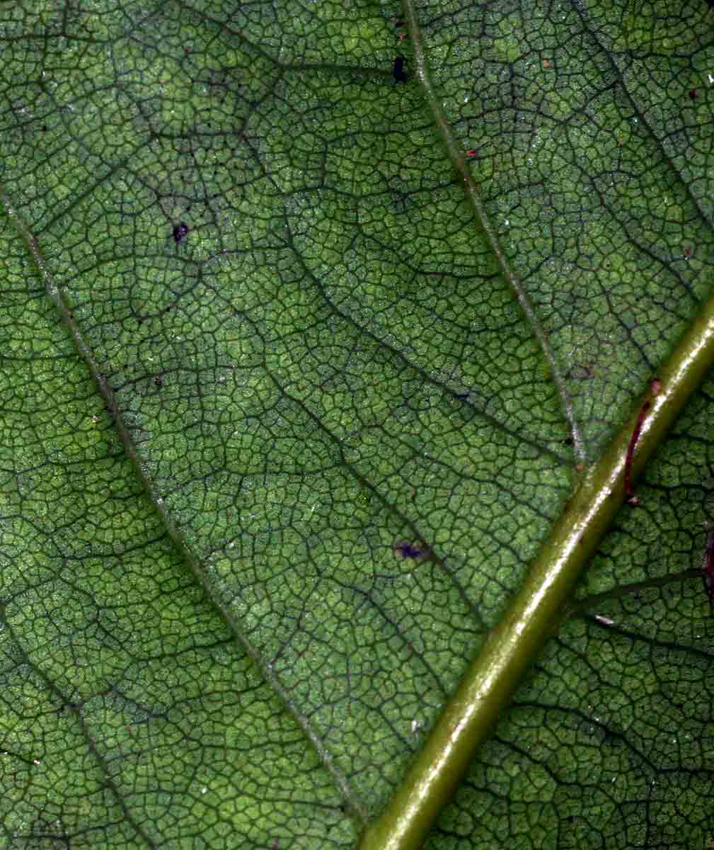 Ocotea kenyensis