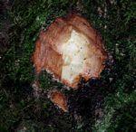 Cryptocarya liebertiana