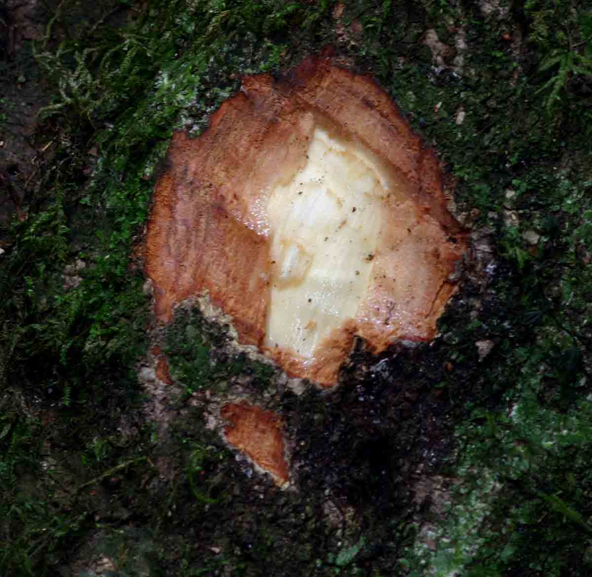 Cryptocarya liebertiana