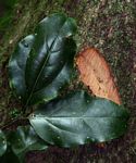Cryptocarya liebertiana