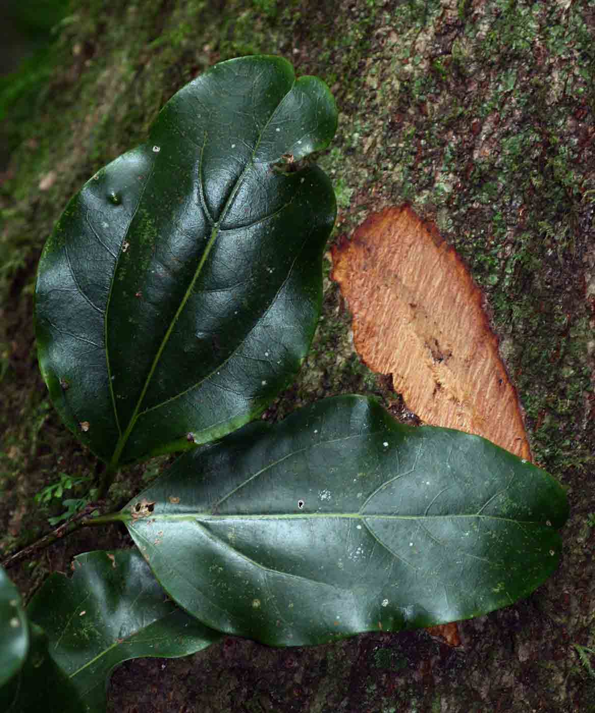 Cryptocarya liebertiana