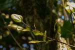 Cryptocarya liebertiana