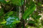 Cryptocarya liebertiana