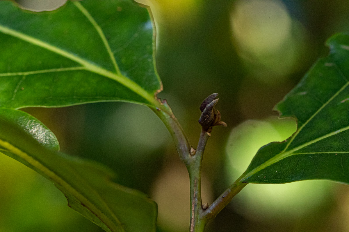 Cryptocarya liebertiana