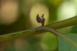 Cryptocarya liebertiana
