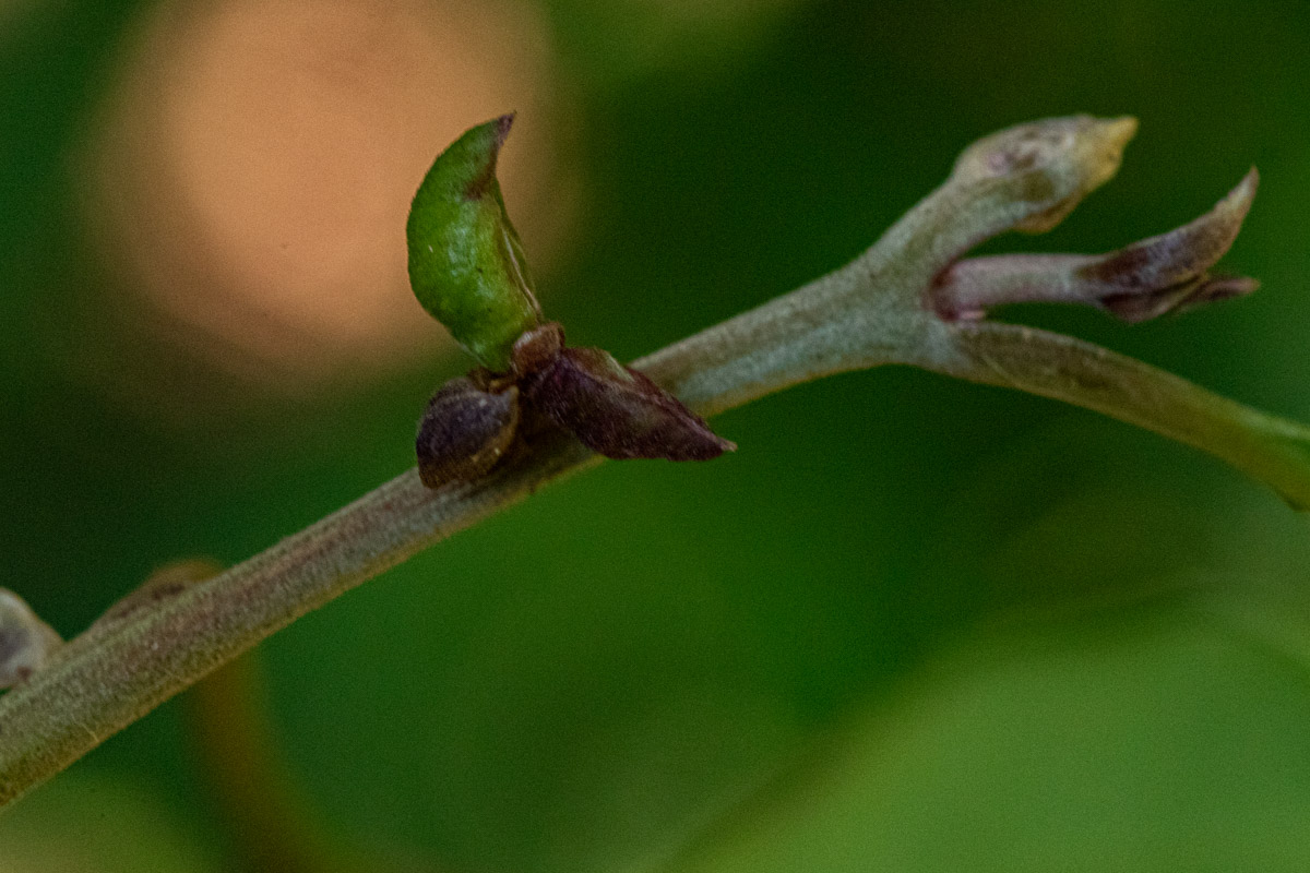 Cryptocarya liebertiana