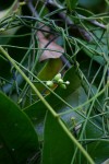 Cassytha pondoensis var. pondoensis