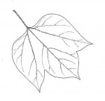 Gyrocarpus americanus subsp. africanus
