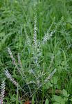 Lepidium bonariense