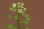 Lepidium bonariense