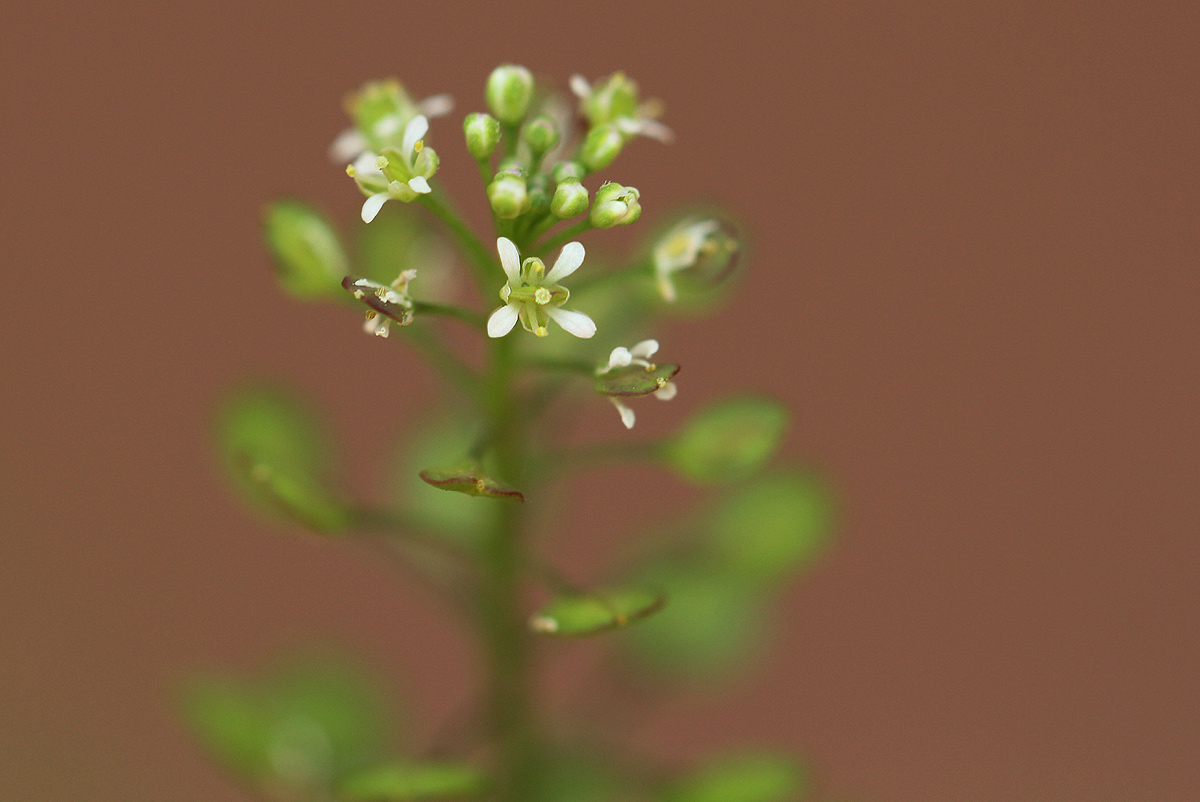 Lepidium bonariense