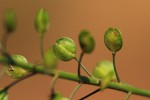 Lepidium bonariense
