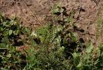 Lepidium bonariense