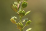 Lepidium bonariense