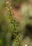 Lepidium bonariense