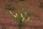 Lepidium bonariense