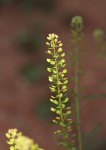 Lepidium bonariense