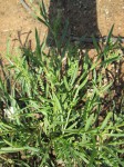 Coronopus integrifolius