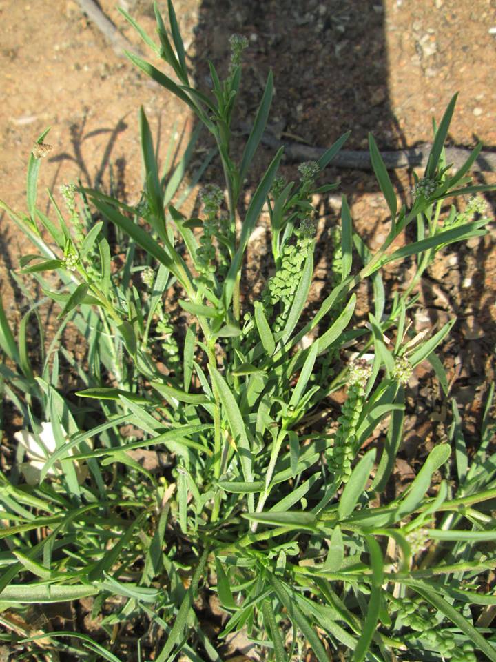 Coronopus integrifolius