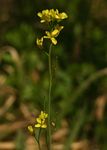Brassica juncea