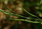 Brassica juncea