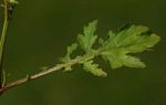 Rorippa micrantha